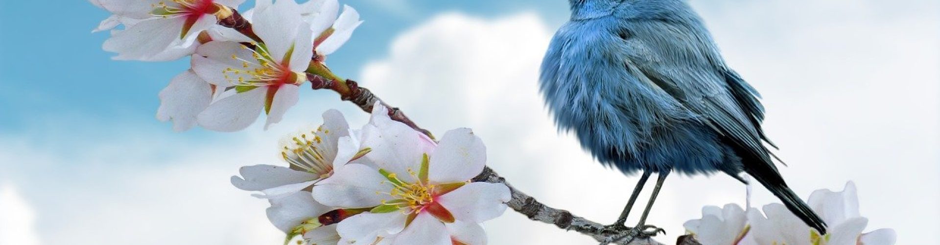 bird-8788491_1280